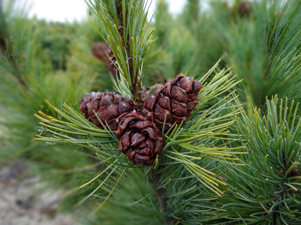 cedar-nut-oil.jpg